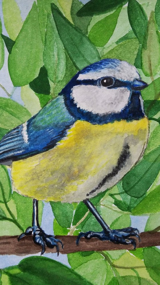 Blue tit