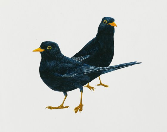 Blackbirds couple