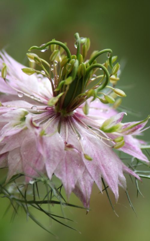 Pink nigella by Sonja  Čvorović