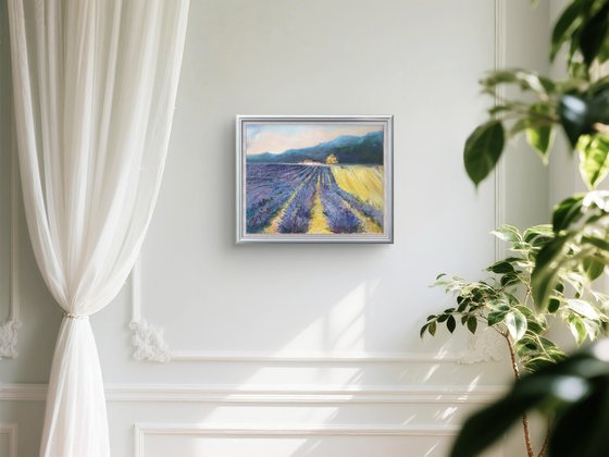 French Lavender Fields