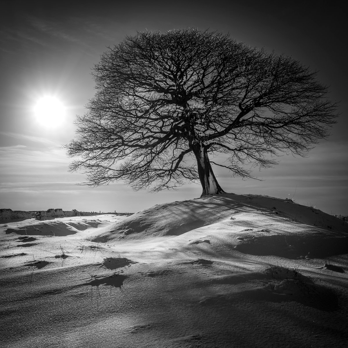 Photorealistic Landscape Photograph By Stephen Hodgetts Photography, 17 X 12", The Peak Tree-Peak District, Original Artwork