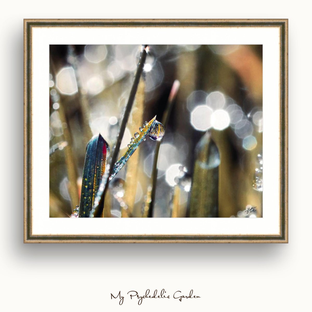 Magic of the morning dew - macro photography of drops shining in the light of soft morning... by Inna Etuvgi