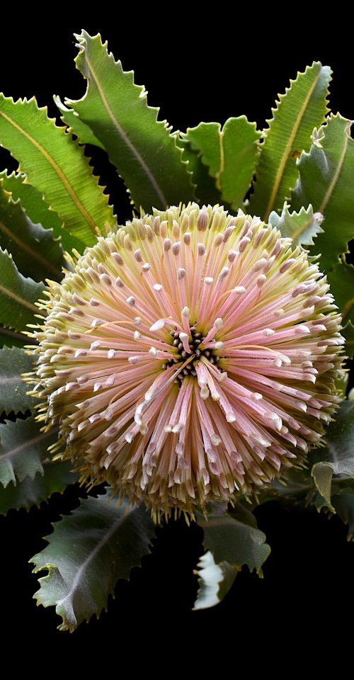 Banksia Flower by Nadia Culph