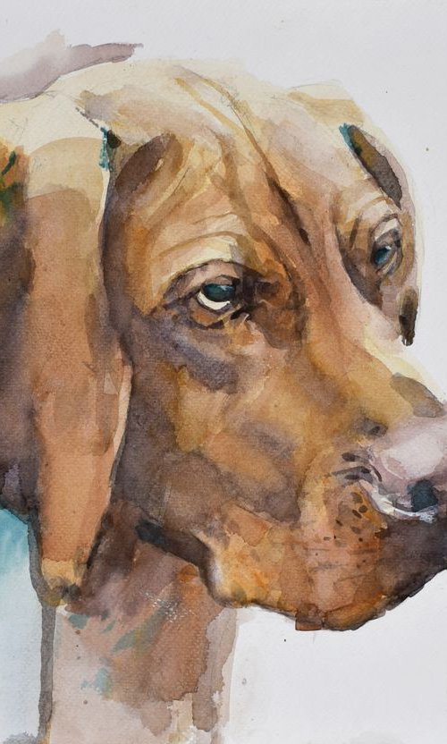Head of a dog .. by Goran Žigolić Watercolors