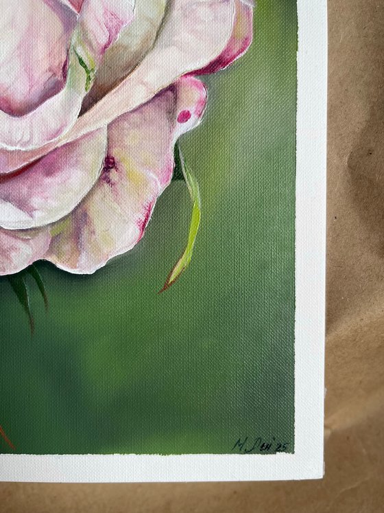 Gentle Pink Rose
