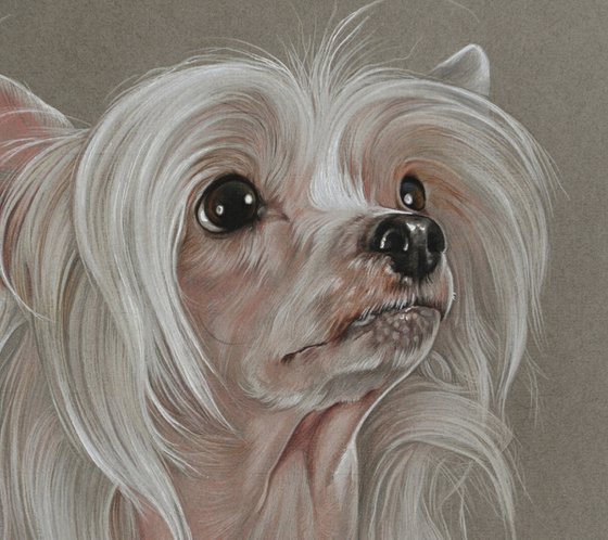 Pastel portrait Chinese Crested Dog