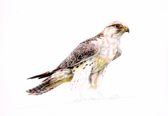 Saker Falcon drawing