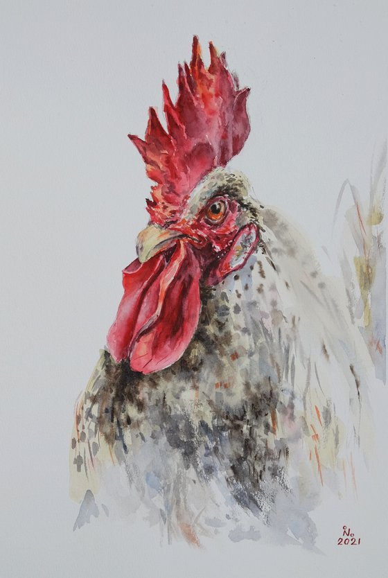 Macho rooster