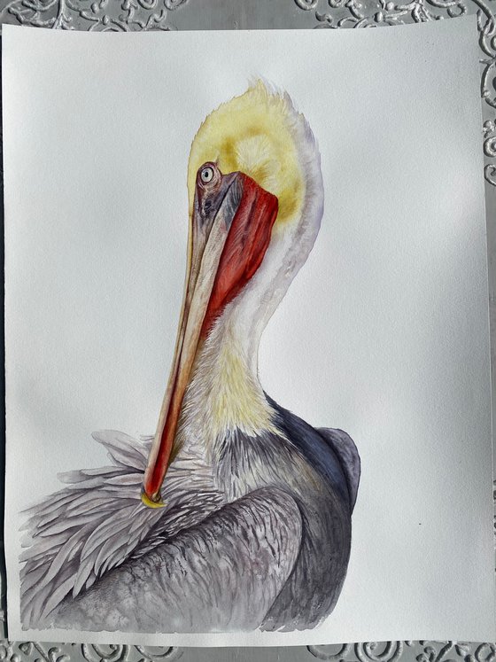 Brown Pelican Portrait