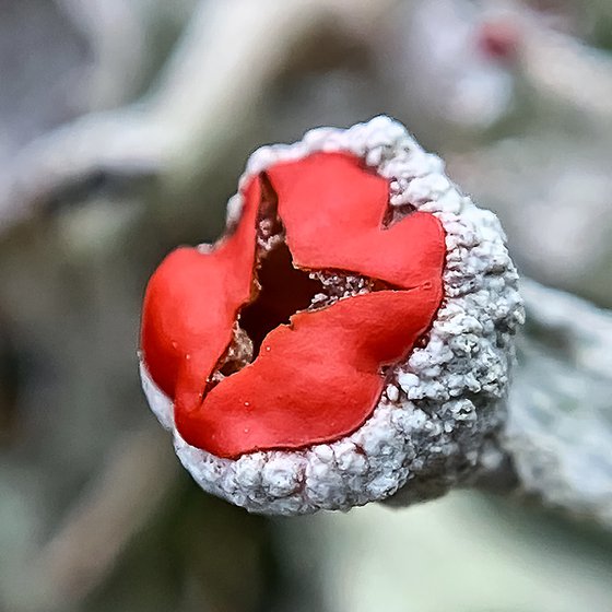 British Soldier lichen