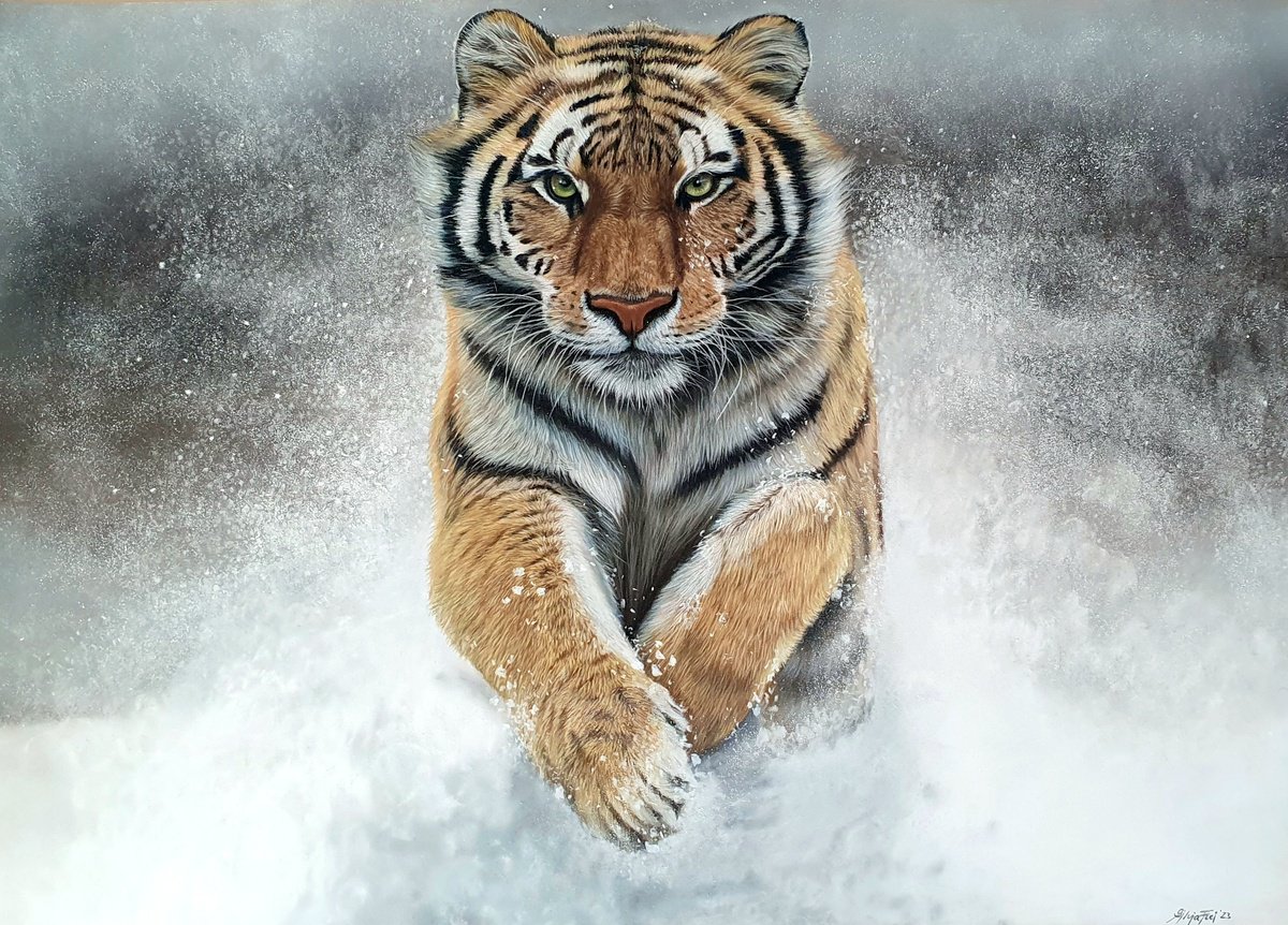 ’Fire & Ice’ Siberian Tiger Portrait by Silvia Frei
