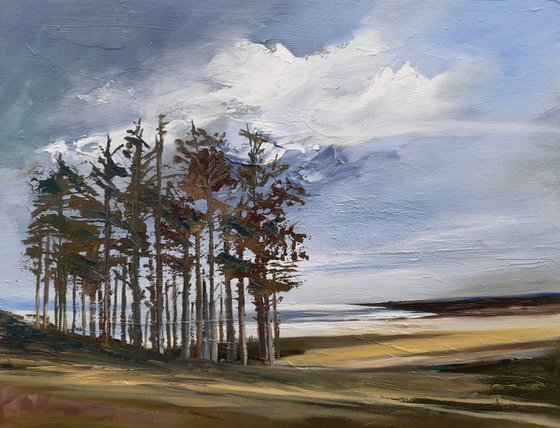 Pines at Newborough beach