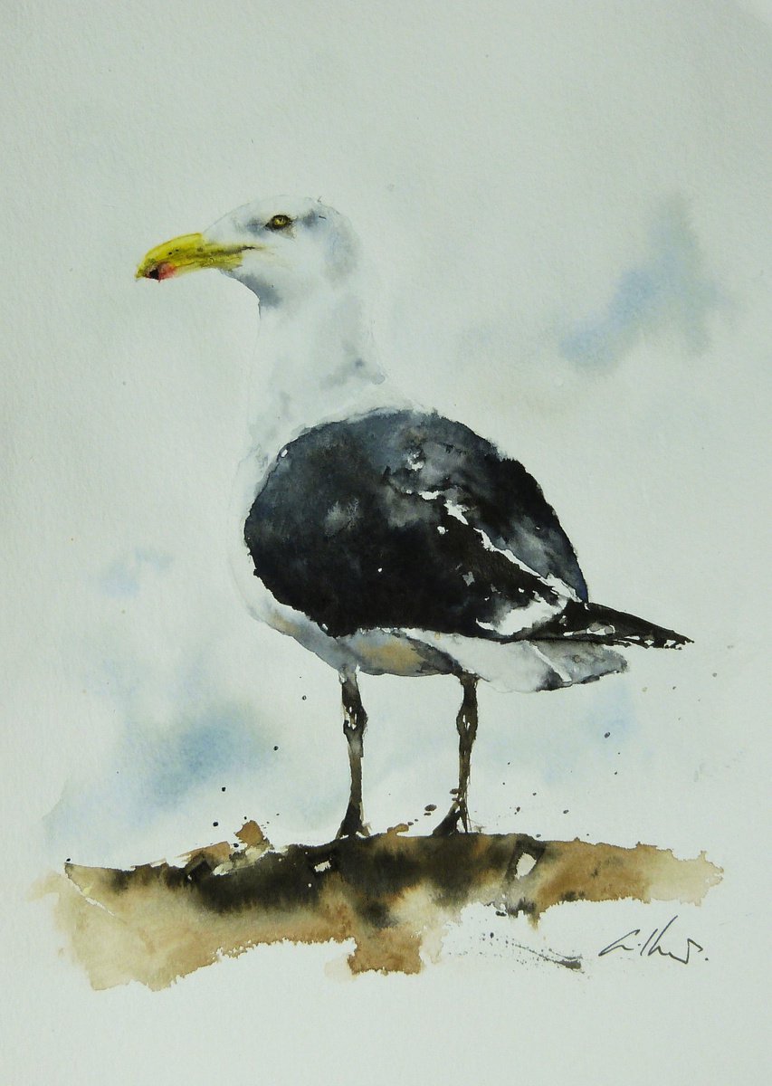 Great Black Backed Gull. by Graham Kemp