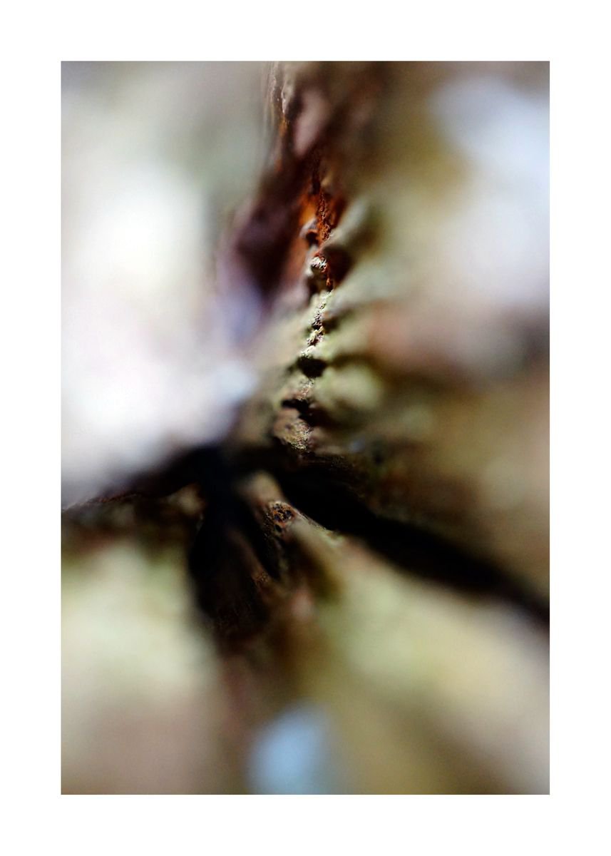 Abstract Nature Photography 13 (LIMITED EDITION OF 15) by Richard Vloemans