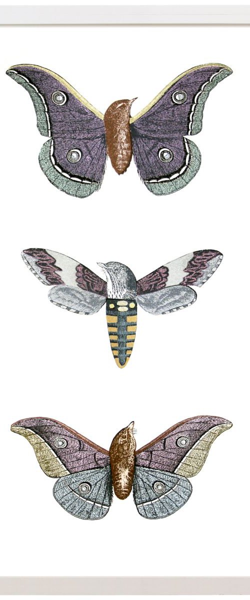 Metamorphic Moth-birds by Penelope Kenny