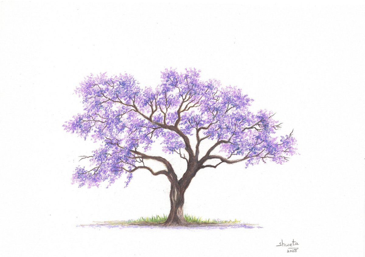 Jacaranda Tree II Colored Pencil Drawing by Shweta Mahajan