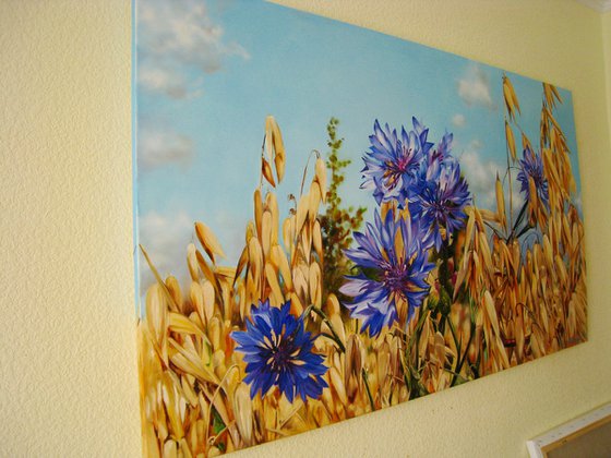 Blue Cornflowers in Field