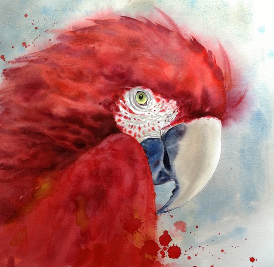 Scarlet macaw head - Ara macao - Red Parrot - Red Bird