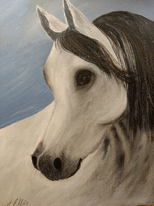 Greyjoy Arab Stallion by Anne-Marie Ellis
