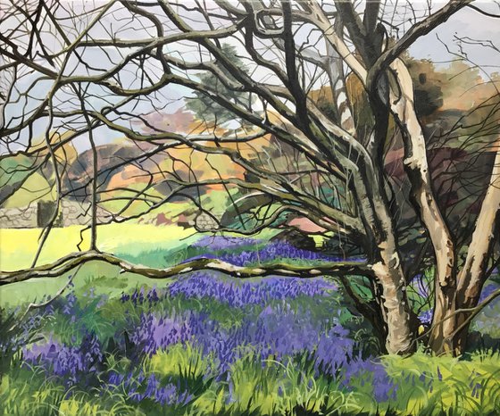 Bluebells At Rowallane