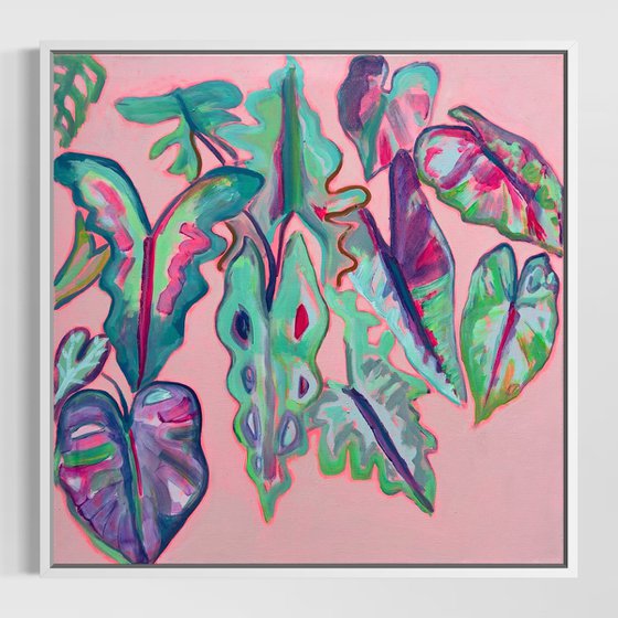 Alocasia Study III
