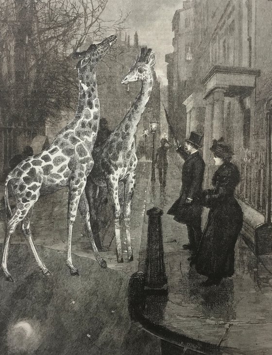 Giraffes in Saint James’s Square