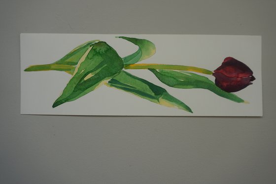 Two Tulips II