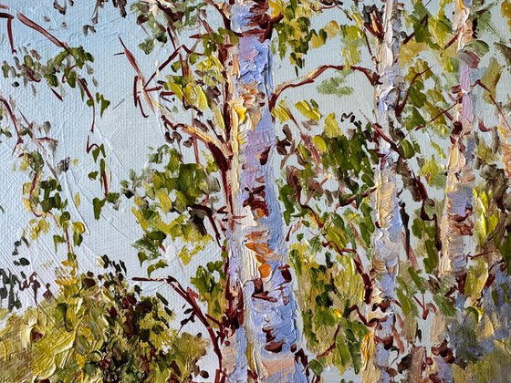 Birch Trees in the Sunshine