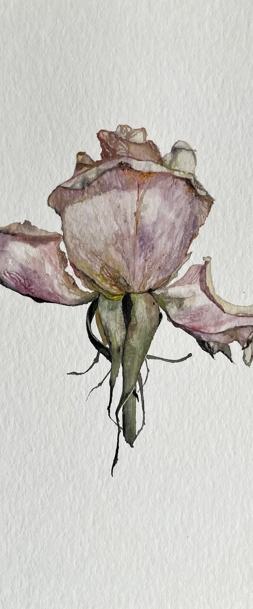 Solo Rose Watercolour by Myroslava Denysyuk