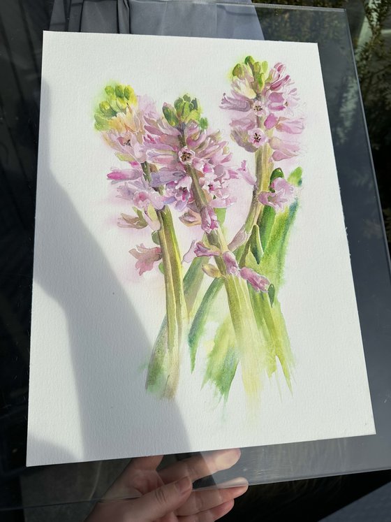 Blush in bloom original hyacinth watercolour