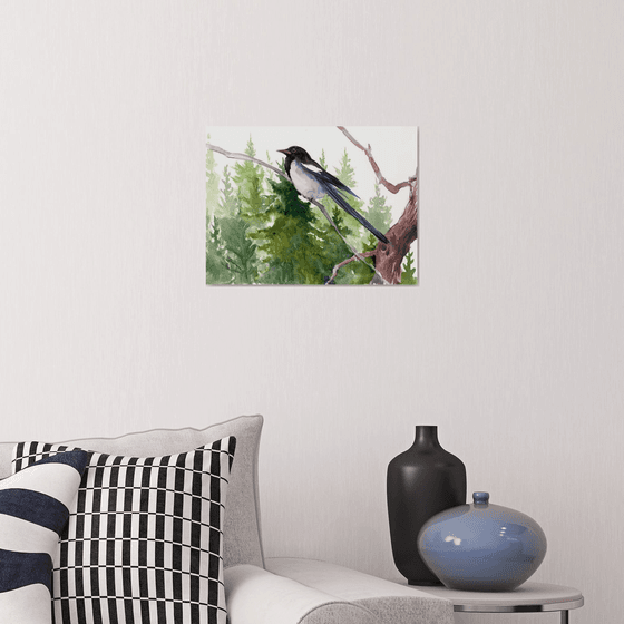 Magpie in the forest