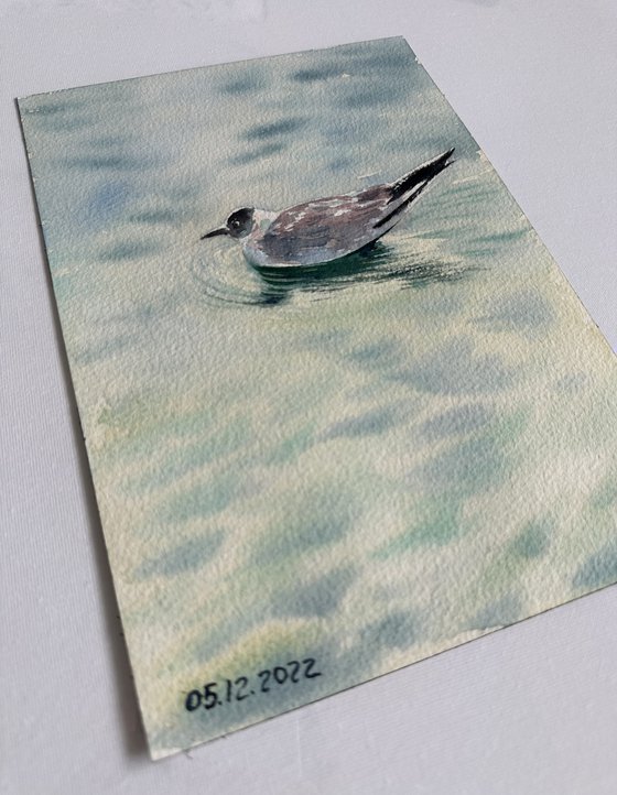 Seagull and the Sound of Water