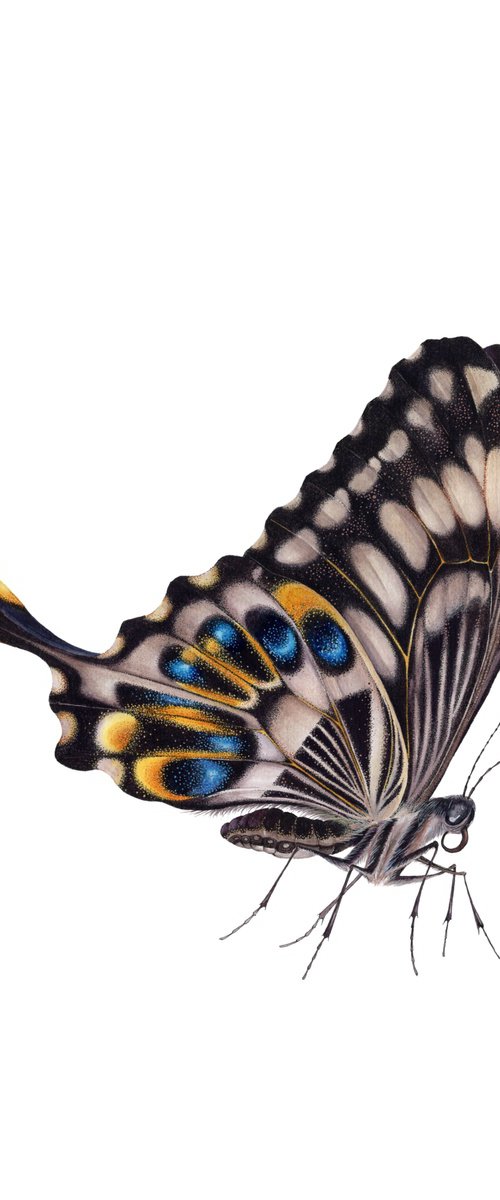 Emperor Swallowtail, Papilio ophidicephalus by Katya Shiova