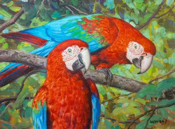 Red macaws