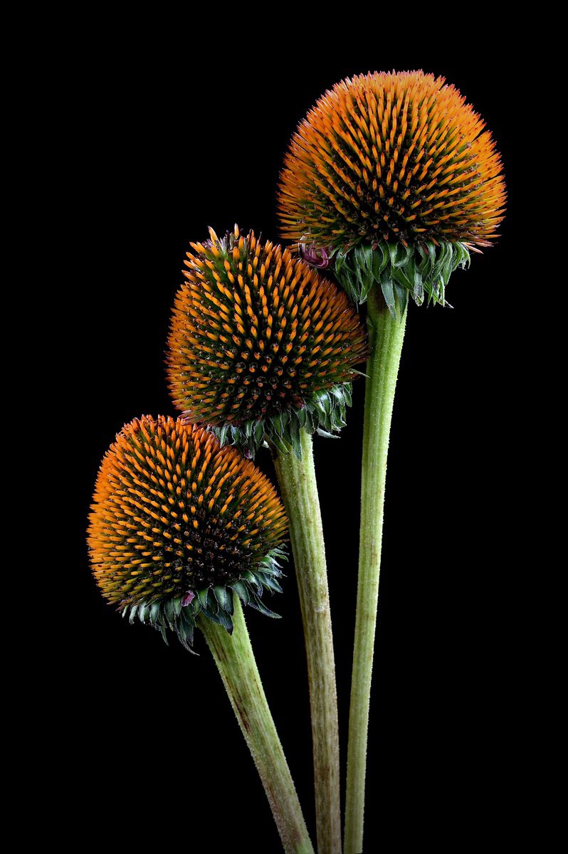 Botanical Photograph By Nadia Culph, 24 X 35", Coneflower Heads, Original Artwork