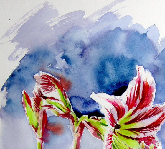 Amaryllis