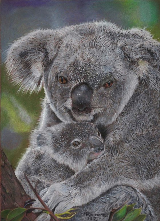 Koala love