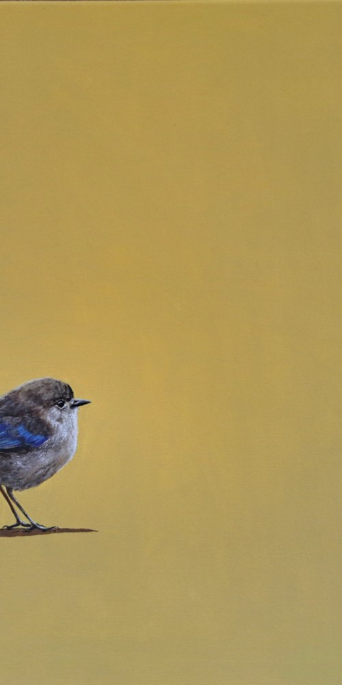Fairy Wren by Lee Jenkinson