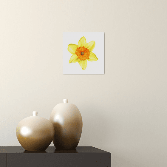 Yellow Narcissus Daffodil Fortissimo. Original Watercolor painting