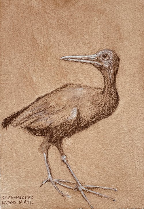 Gray-Necked Rail – bird drawing by John Fleck