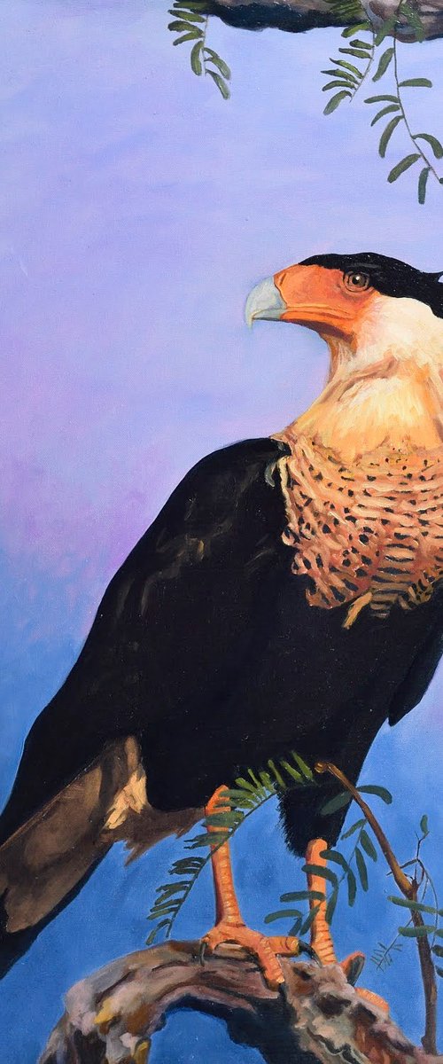 Northern Caracara by Jason Edward Doucette