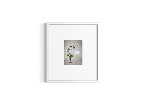 Lilium martagon