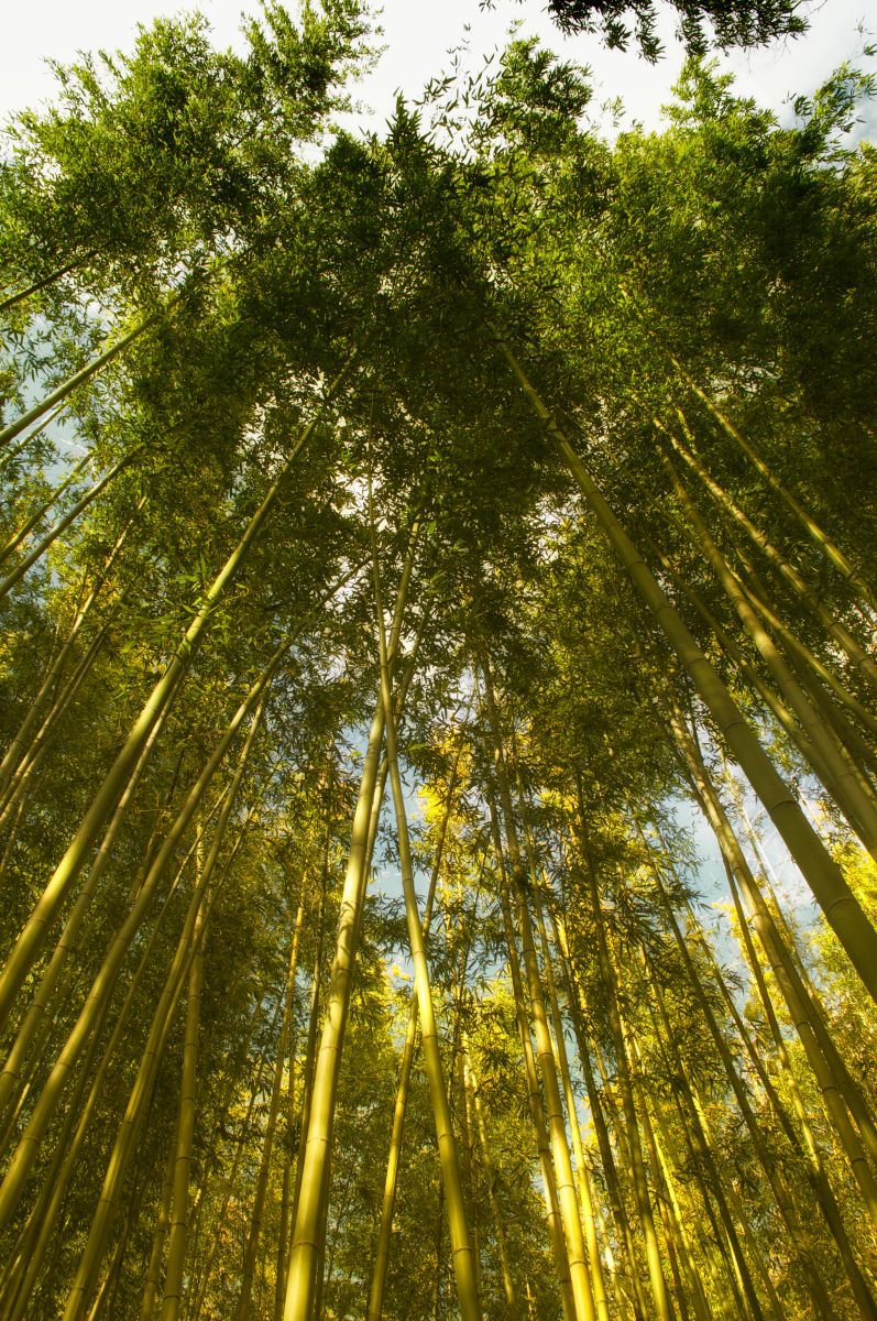 Photorealistic Photograph , Bamboo Forest #2 By Marc Ehrenbold, 30 X 40, Artwork For Sale On Artfinder