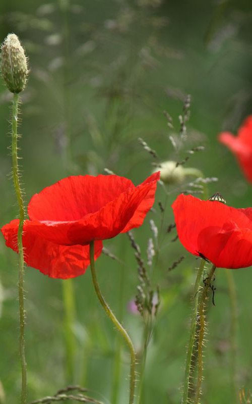 Poppies in the field by Sonja  Čvorović