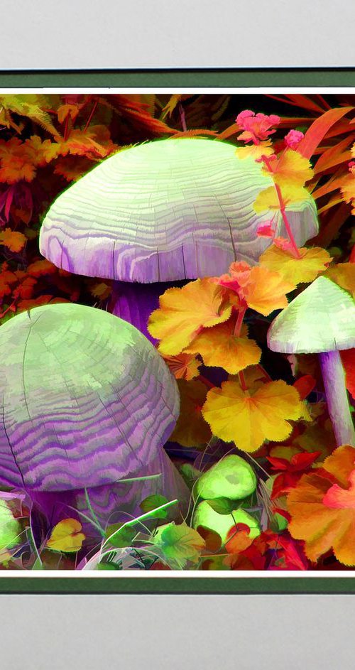 Psychedelic Mushrooms by Robin Clarke