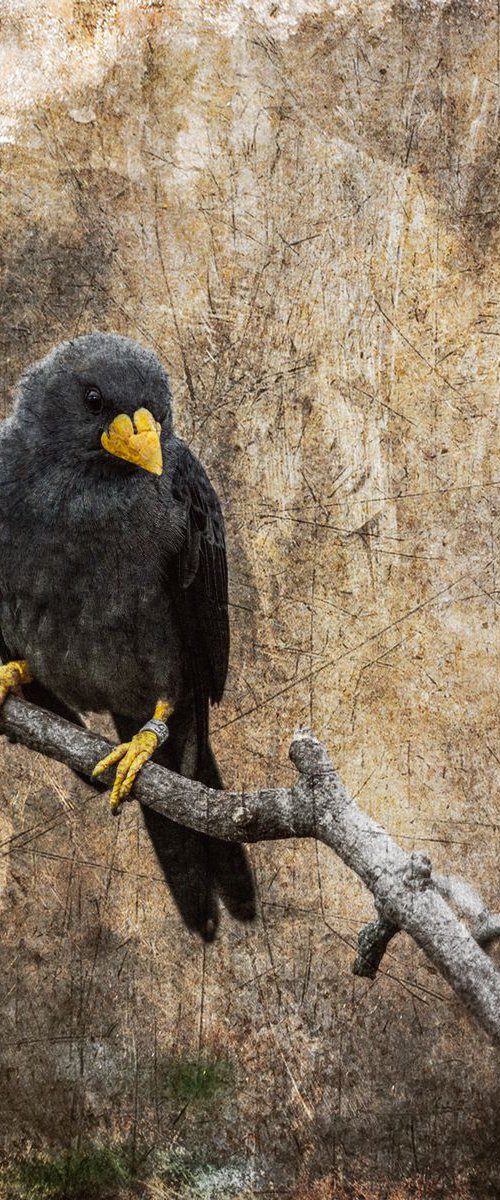 Yellow Beak by Paul Nash