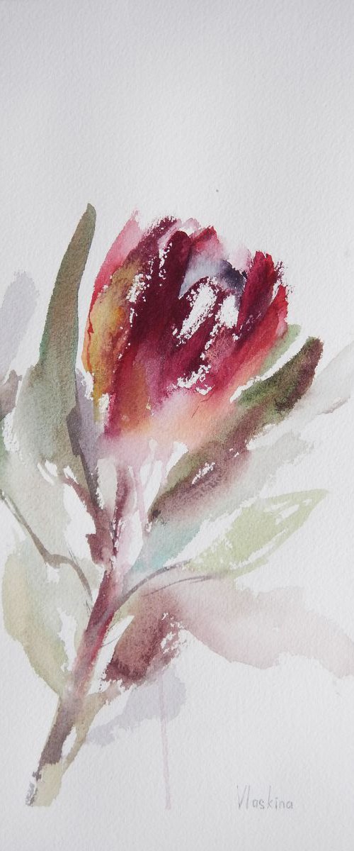 Protea study. by Alla Vlaskina