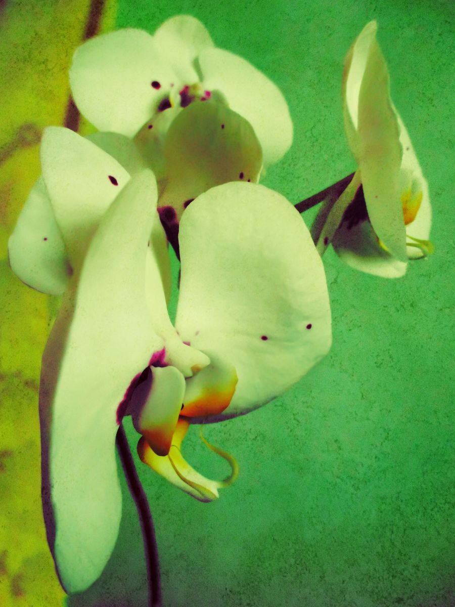 Flowers of orchid by Julia Gogol