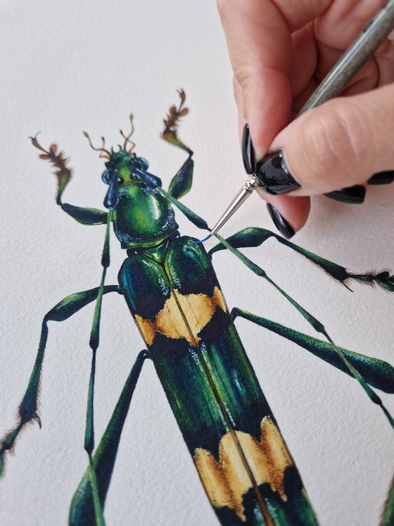 Polyzonus flavocinctus, long-horned beetle from Laos