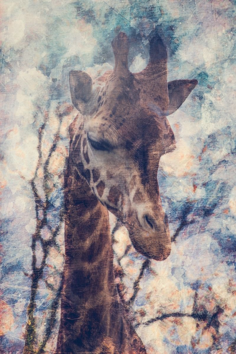 Impressionistic Animal Photograph By Paul Nash, 16 X 24", Giraffe Portrait, Original Artwork